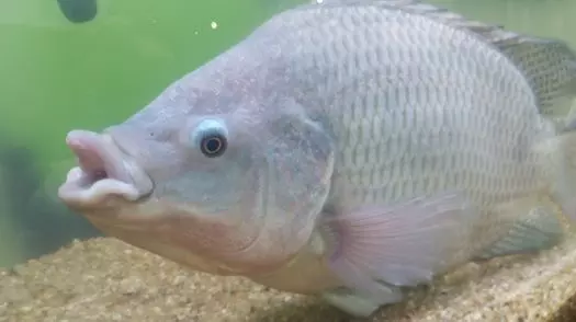 CONTESTAÇÃO ][ Peixe SP critica nota do MMA e vê insegurança em análise da tilápia como exótica invasora